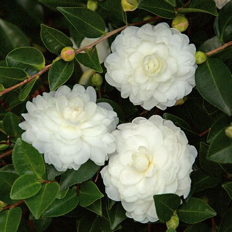 Camellia Bushes | Plant Addicts
