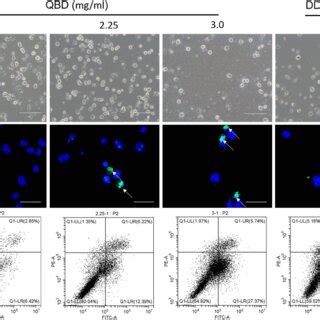 In Vitro Pro Apoptotic Effects Of QBD 0 1 5 2 25 And 3 Mg ML On