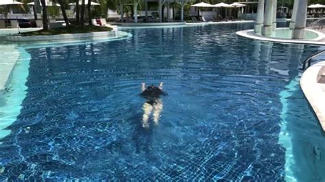 Girl In Bikini Swimming In An Outdoor Po Stock Video Pond5