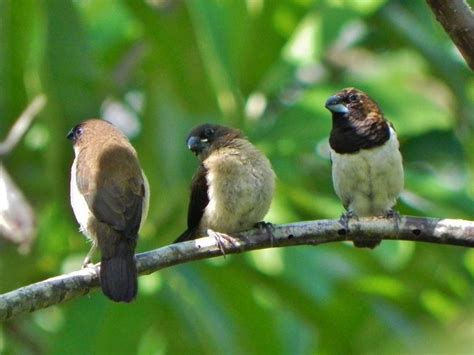 Burung Pipit Taksonomi Morfologi Habitat Makanan Jenis Fakta Unik