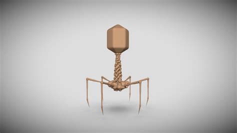 Bacteriophage 3d Model By Er Walker Erwalker 43457b3 Sketchfab