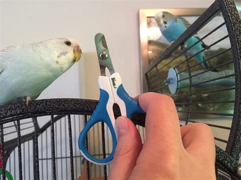 How To Trim Your Parakeets Nails At Home Master Parrot