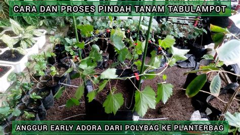 Cara Dan Proses Pindah Tanam Tabulampot Anggur Early Adora Dari Polybag