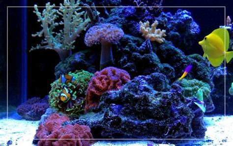 25 Best Saltwater Aquarium Fish Species (With Pictures)