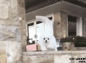 Funny Dog GIF - Funny Dog Fail - Discover & Share GIFs