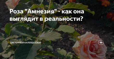 Роза "Амнезия" - как она выглядит в реальности? | Цветочный калейдоскоп ...