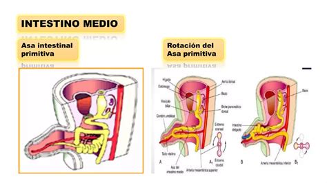 Desarrollo Del Intestino Medio Y Posterior Vladimir E Humerez S PPT