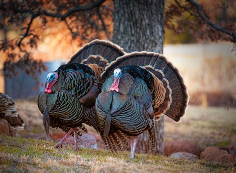 This Thanksgiving, use these fun facts to get the conversation