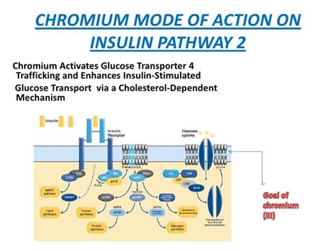 Chromium And Insulin Sensitivity