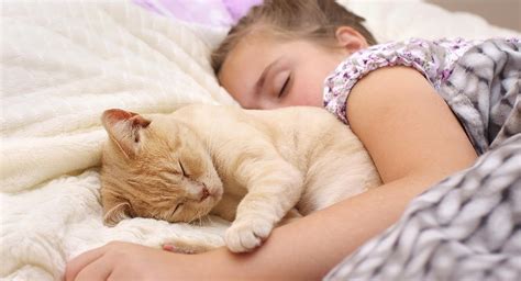 ¿por Qué Deberías Dormir Siempre Con Tu Gato