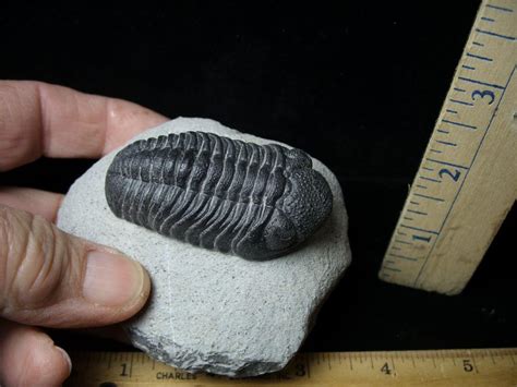 Fossilized Trilobite Phacops P The Stones Bones Collection