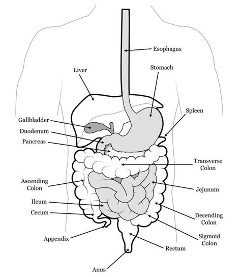 What Is The Jejunum With Pictures