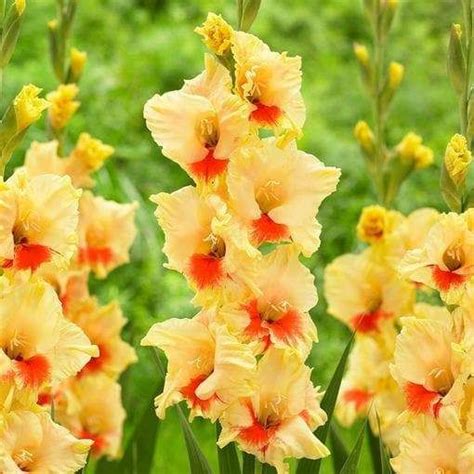 Gladiolus Bulbs Corms Jester Summer Flowering Perennial