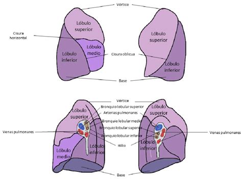 Lóbulos pulmonares. Los lóbulos pulmonares son tres para el pulmón ...