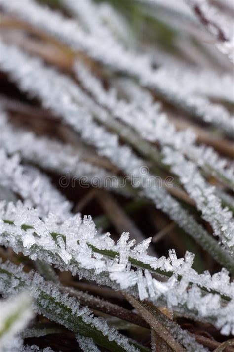 Frost/ice on Grass, Macro Image Stock Image - Image of bokeh, detail: 142085397