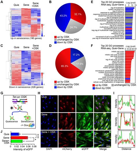 Figure From Chemically Induced Reprogramming To Reverse Cellular