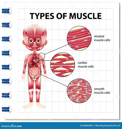 Types Of Muscle Tissue Of Human Body Diagram Cartoon Vector