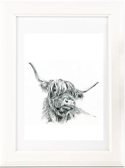 Highland Cow Drawing Step By Step