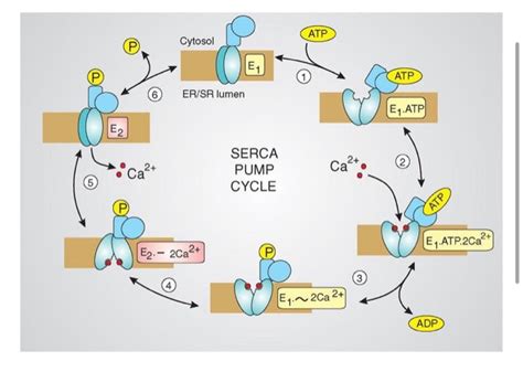 Solved Figure 2 Calcium ATPase Pump In The Sarcoplasmic Chegg