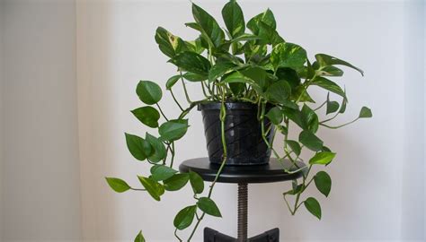 10 Tips To Make A Pothos Climb Simple Tricks For Stunning Indoor Vines Simplify Plants