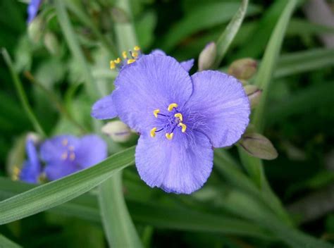 Ohio Native Plants That Make A Good Show