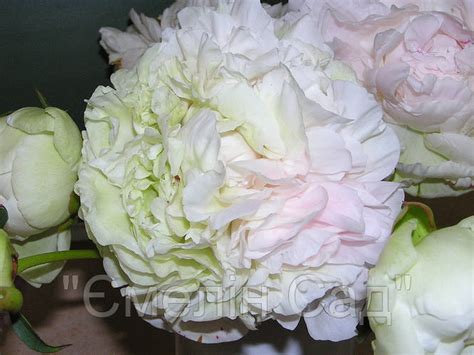 Пион Анатолий Скакодуб (Anatoliy Skakodub), цена 950 грн — Prom.ua (ID ...