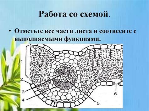Питание живых организмов. Строение и функции листа. 7 класс ...