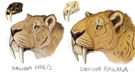 Smilodon Head Studies Old By Minionwolf711 On Deviantart Smilodon