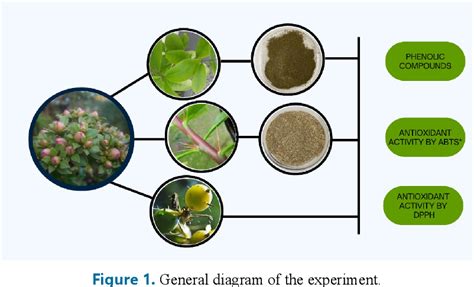 Figure From Antioxidant Activity And Bioactive Compounds In Ora Pro