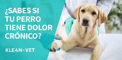 Qu Medicamento De Venta Libre Se Le Puede Dar A Un Perro Para El Dolor