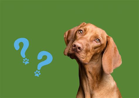 Training Tips - Coast and Country Canines