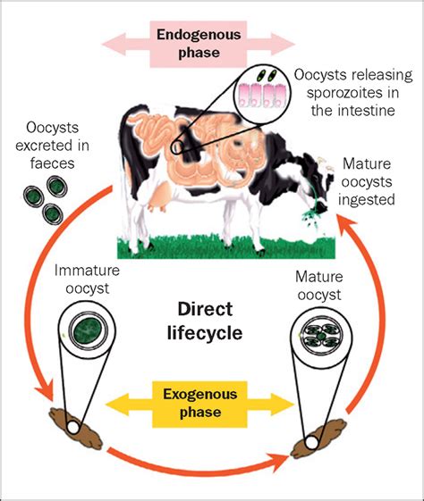 Coccidiosis Incidence Control And Epidemiology Put In Focus Vet Times