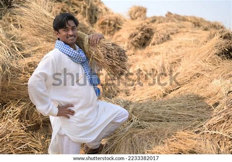 Portrait Indian Farmer Doing Harvesting Agriculture Stock Photo ...