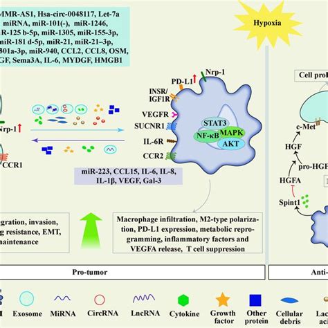 Hypoxia Driven Crosstalk Between Tumor Cells And Tumor Associated