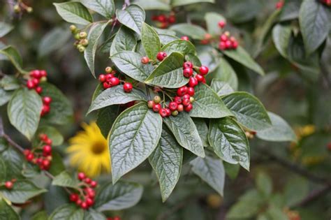 Cotoneaster Bullatus Hollyberry Cotoneaster Ubc Botanical Garden