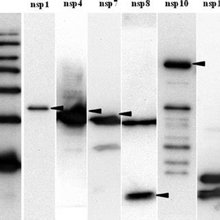 Western Immunoblot Analyses Of Recombinant Nsp Nsp Nsp Nsp