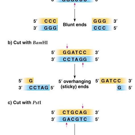 3 Cleavage Of Dna By The Restriction Enzyme Ecori Download Scientific Diagram