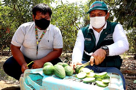 Ica Senasa Certific Hect Reas De Palta Durante Primer Mes De