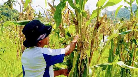 Ratusan Hektar Lahan Padi Dan Jagung Di Sikka NTT Terserang Hama Tikus