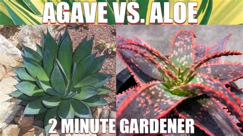 Agave Vs Aloe Agave Aloe Low Water Plants