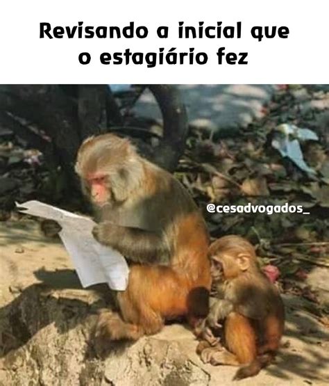 Revisando a inicial que o estagiário fez @cesadvogados_ | @7CY2cSVcOc | Memes