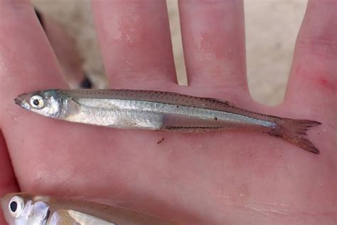 Indian River Lagoon Species Inventory Image Details