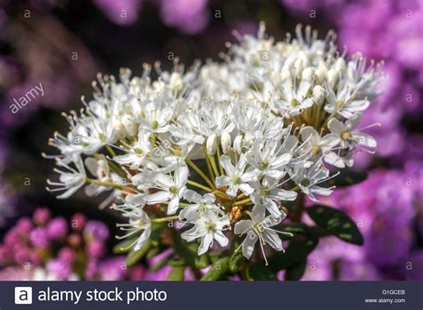 Labrador Tea Ledum Groenlandicum Flowers Hi Res Stock Photography And