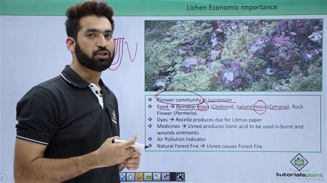 Class 11th Lichens Economic Importance Biological Classification