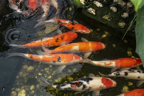 Carpa Japonesa Extravagante Do Koi Que Nada Junto Na Lagoa Imagem De