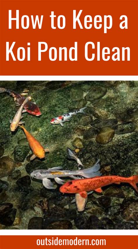 Koi Pond Care For Beginners A Hobby For Life Outsidemodern Pond Cleaning Koi Pond Pond