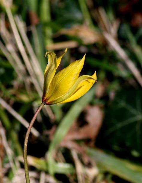 Wild wings and wanderings: Wild Tulips