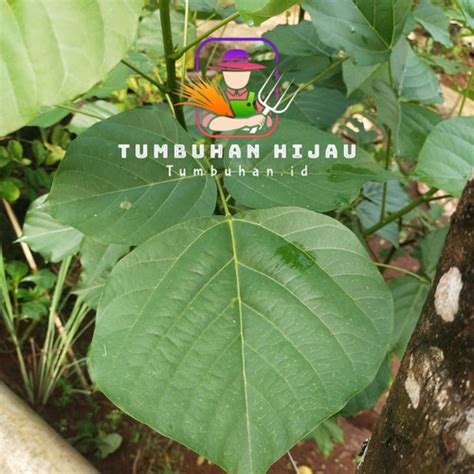 Jual Daun Dadap Segar Dadap Fresh Dadap Tradisional Paket Lembar