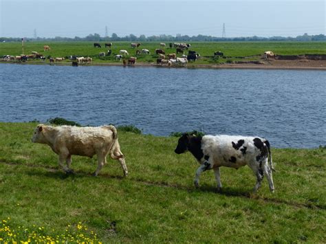 Cattle Next To The River Trent Mat Fascione Geograph Britain And