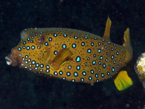 Yellow boxfish (adult) - MyFishGallery